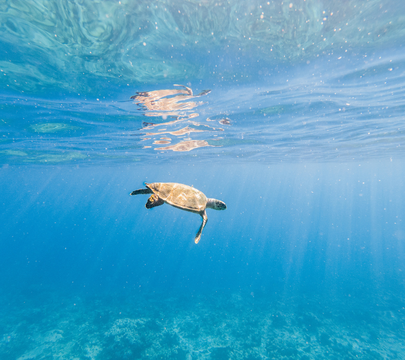 Loggerhead Turtles of Patara Beach - the beach is still a preserved nesting ground for them.