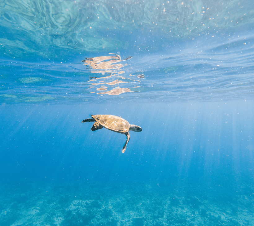 Turtle swimming in clear blue water with sunlight filtering through